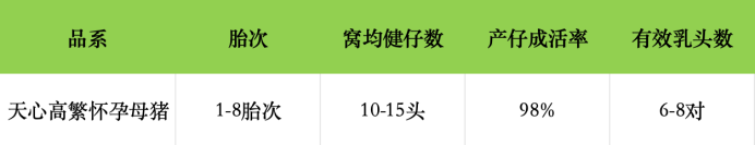 打破猪周期，天心种业新美系怀孕母猪瘦肉率优势凸显